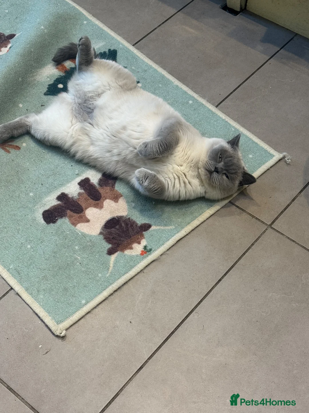 Mixed Breed cats for sale: British Shorthair X - Advert 1