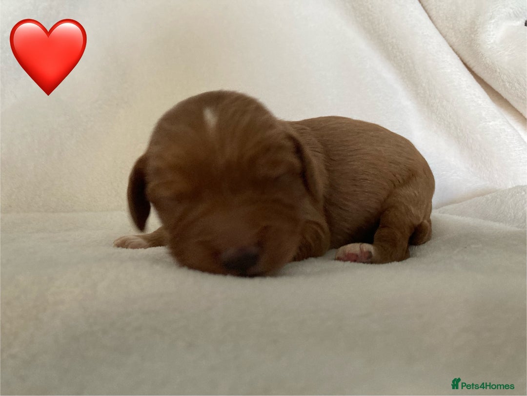 Mixed Breed dogs for sale: Cockapoo/Cavapoo Mix Puppies Available 10 Nov 25 - Image 7