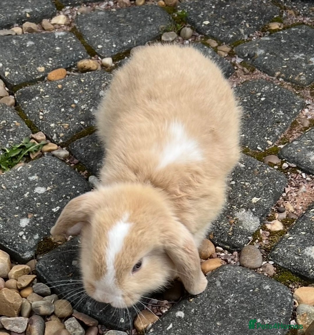 Mini Lop rabbits for sale: NOW RESERVED Stunning Mini lops 8 weeks old in Coalville - Image 6