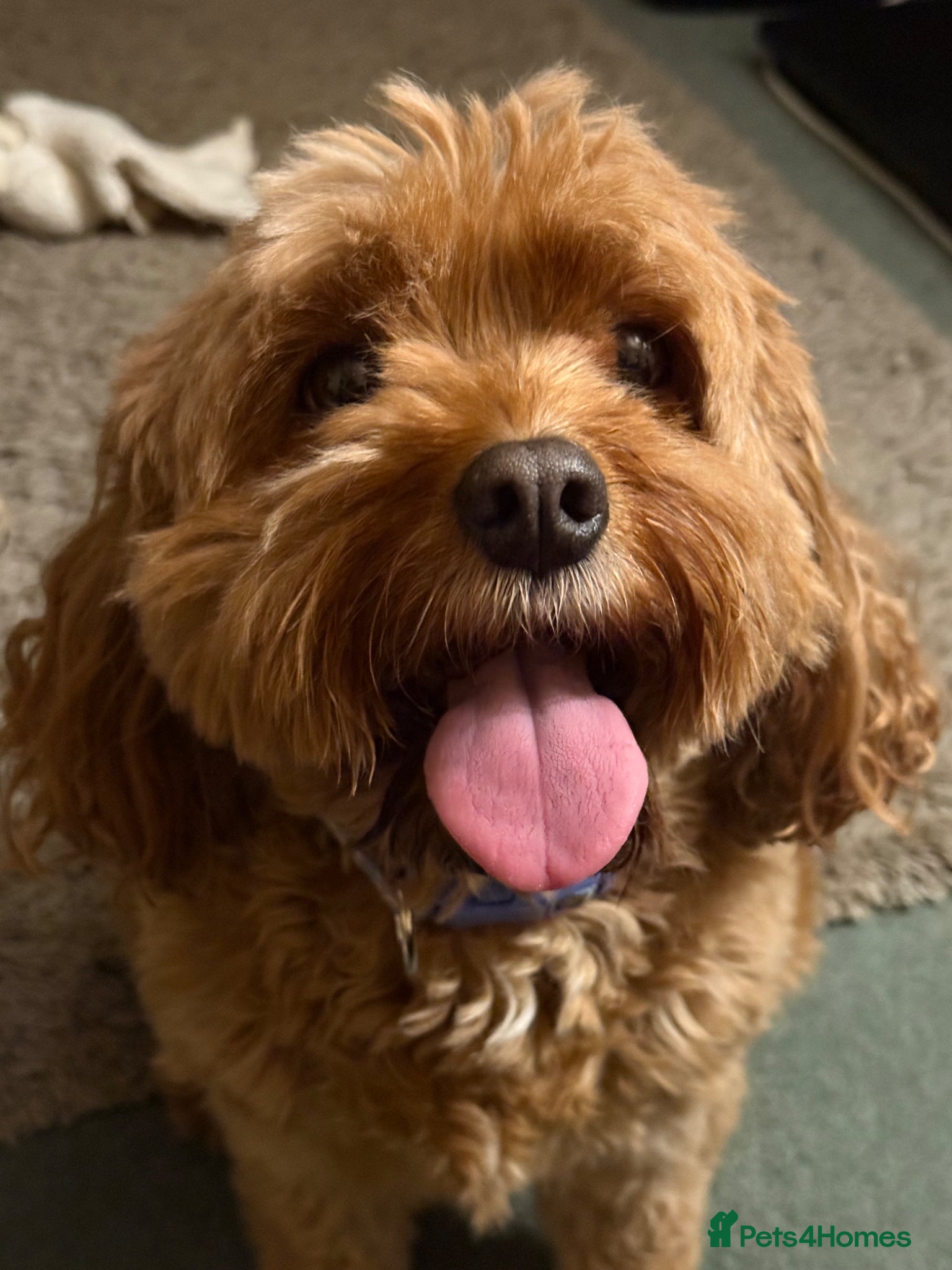 Cavapoo dogs Cavapoo Puppies F1b Reversed–Reservations Now Open - Advert 16