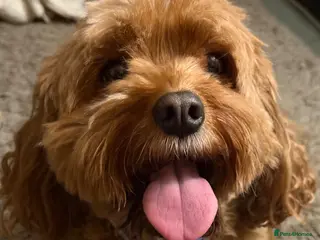 Cavapoo dogs Cavapoo Puppies F1b Reversed–Reservations Now Open - Advert 16