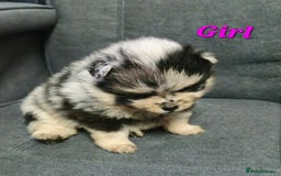 Pomeranian dogs for sale: Beautiful pomeranian puppies for sale 🥰 - Image 1