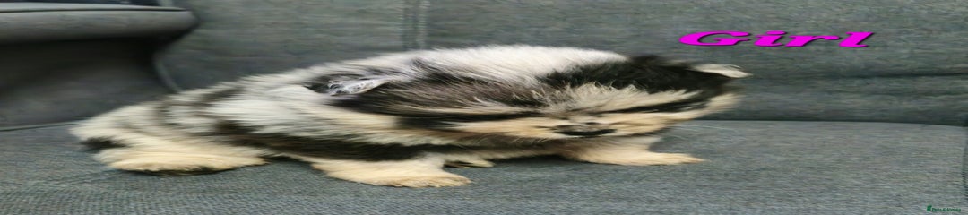 Pomeranian Puppy 1