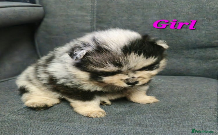 Pomeranian dogs - Advert 1