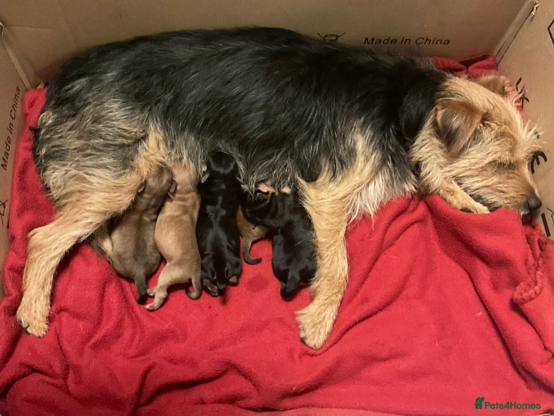 Jack Russell dogs for sale: Jack Russell Puppies  - Image 7