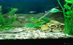 Other/Mixed Breed fish for sale: Assorted Tropical Fish  - Image 3