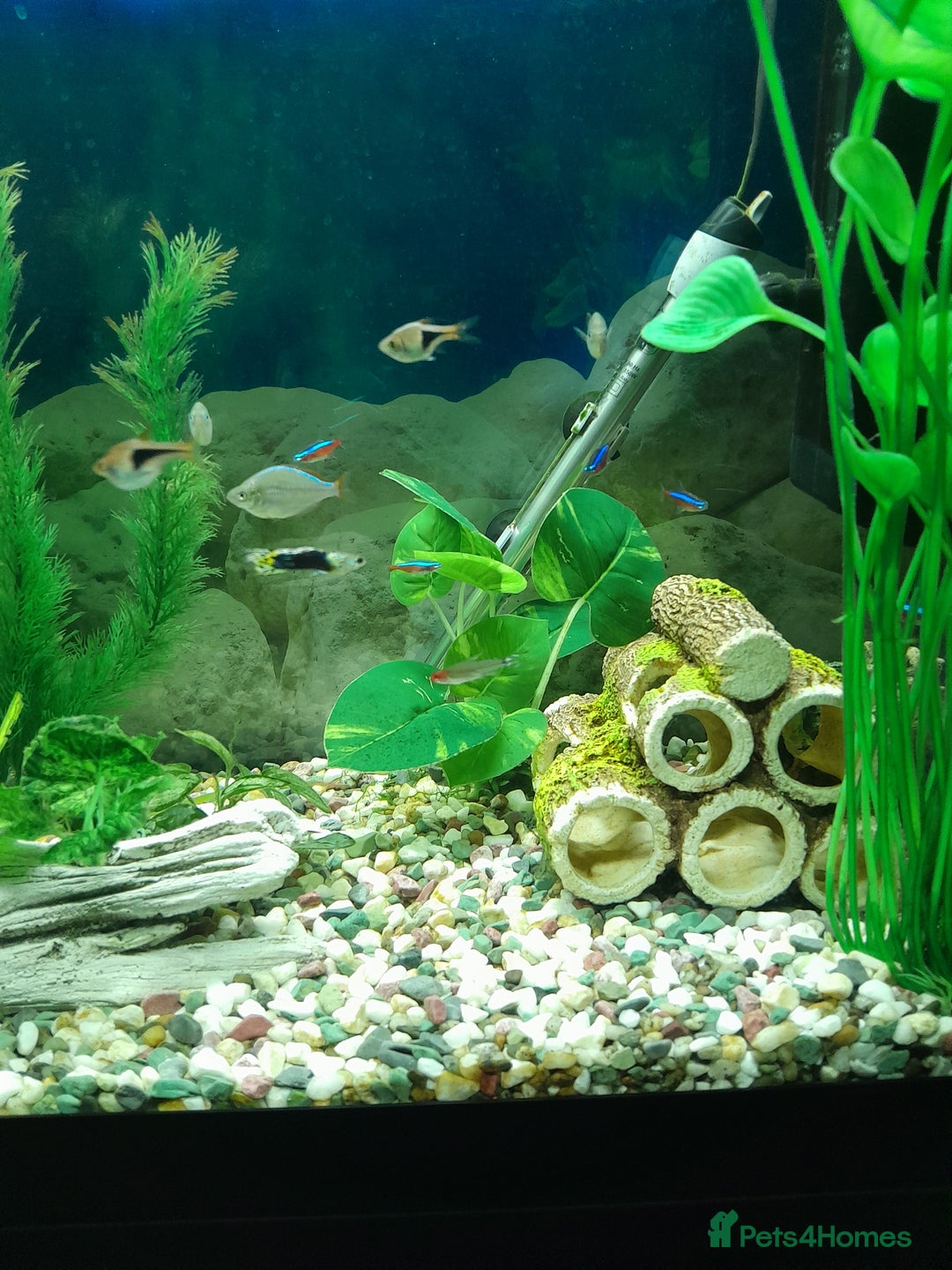 Other/Mixed Breed fish for sale: Assorted Tropical Fish  - Image 3