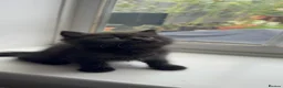 British Shorthair cats for sale: British shorthair kittens  - Advert 33