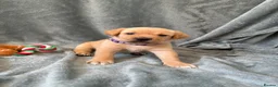Mixed Breed dogs for sale: Labrador x staff - Advert 19