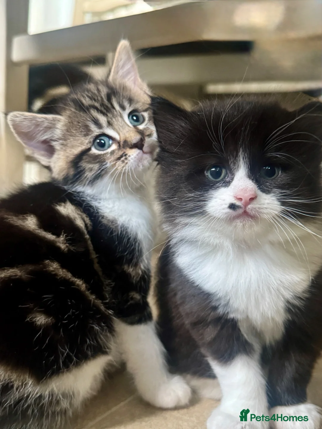 Mixed Breed cats for sale: 3 adorable kittens one boy, two girls - Advert 2