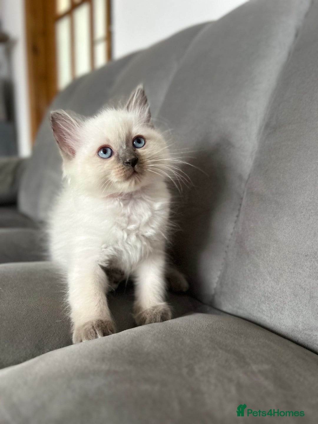 Ragdoll cats for sale: 😻 5 Beautiful Purebred Ragdoll Kittens 😻 - Image 8