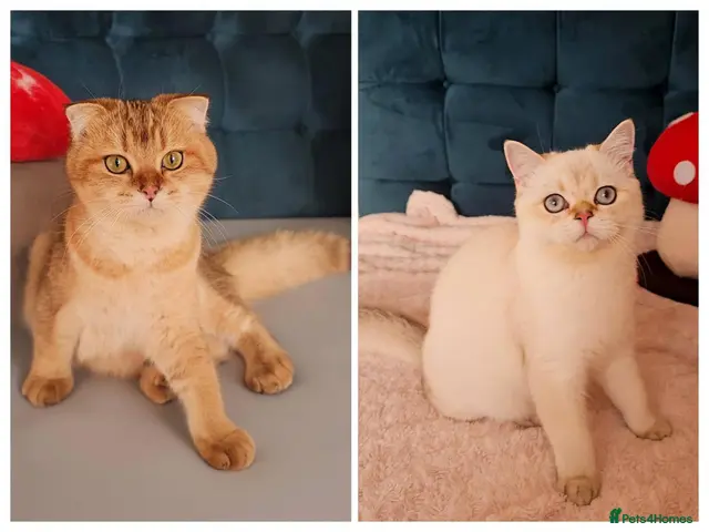 Scottish Fold cats for sale: 😻 2 BOYS LOOKING FOR THEIR FOREVER HOMES 😻 - Advert 16