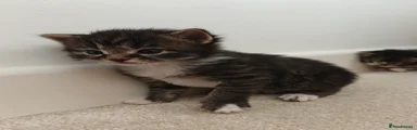 Tukki 