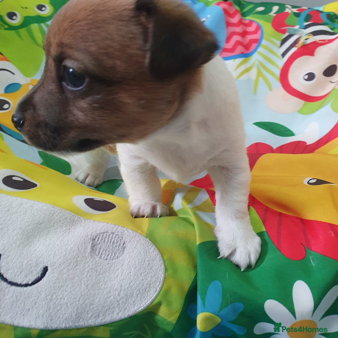 Jack Russell dogs for sale: Jack Russell puppies  - Image 6