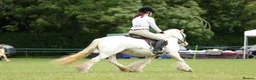 Irish Cob horses for sale: Big Betty in Huntingdon - Advert 21