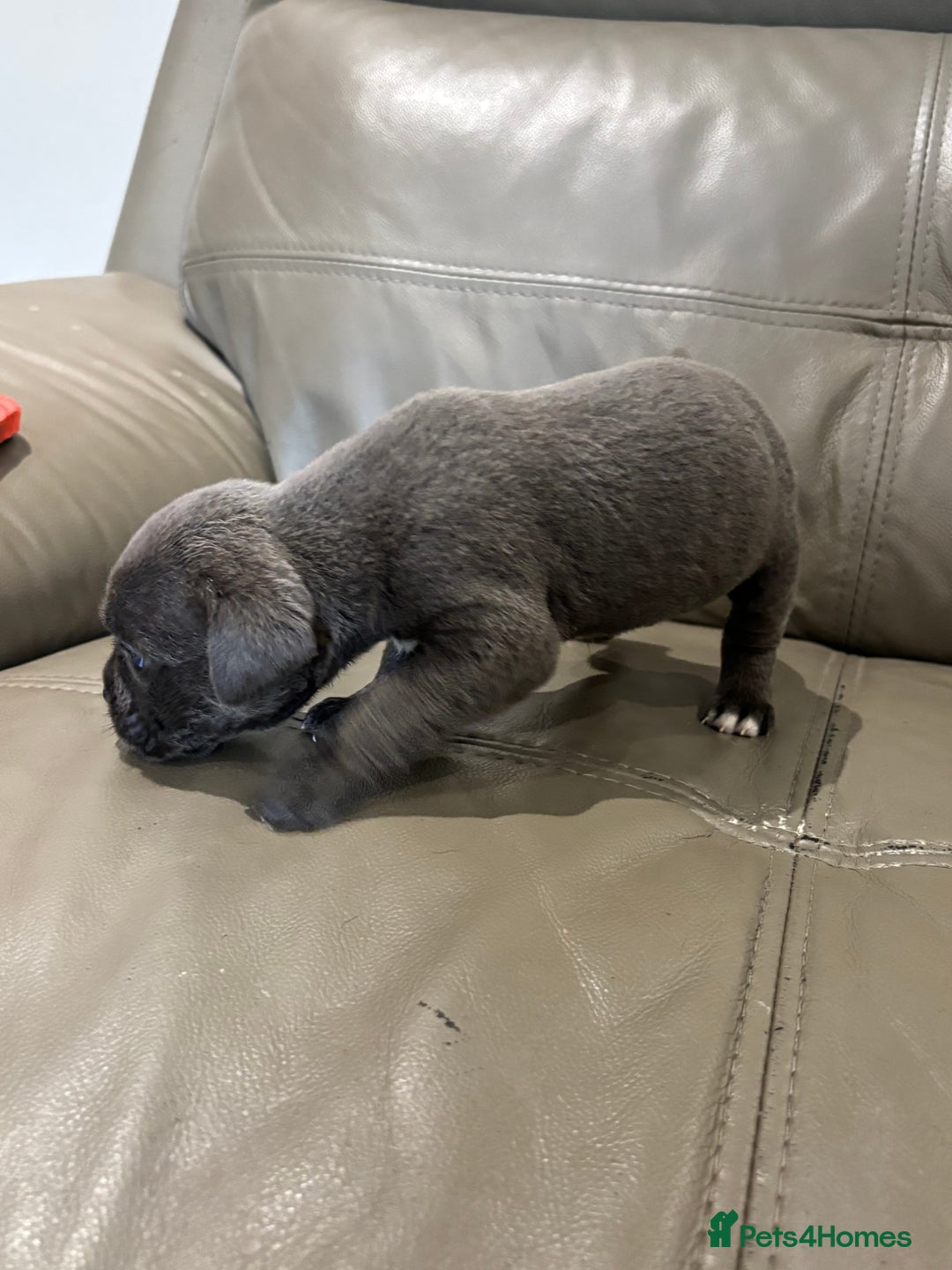 Mixed Breed dogs for sale: canó corso cross british bulldog puppy’s  - Image 14