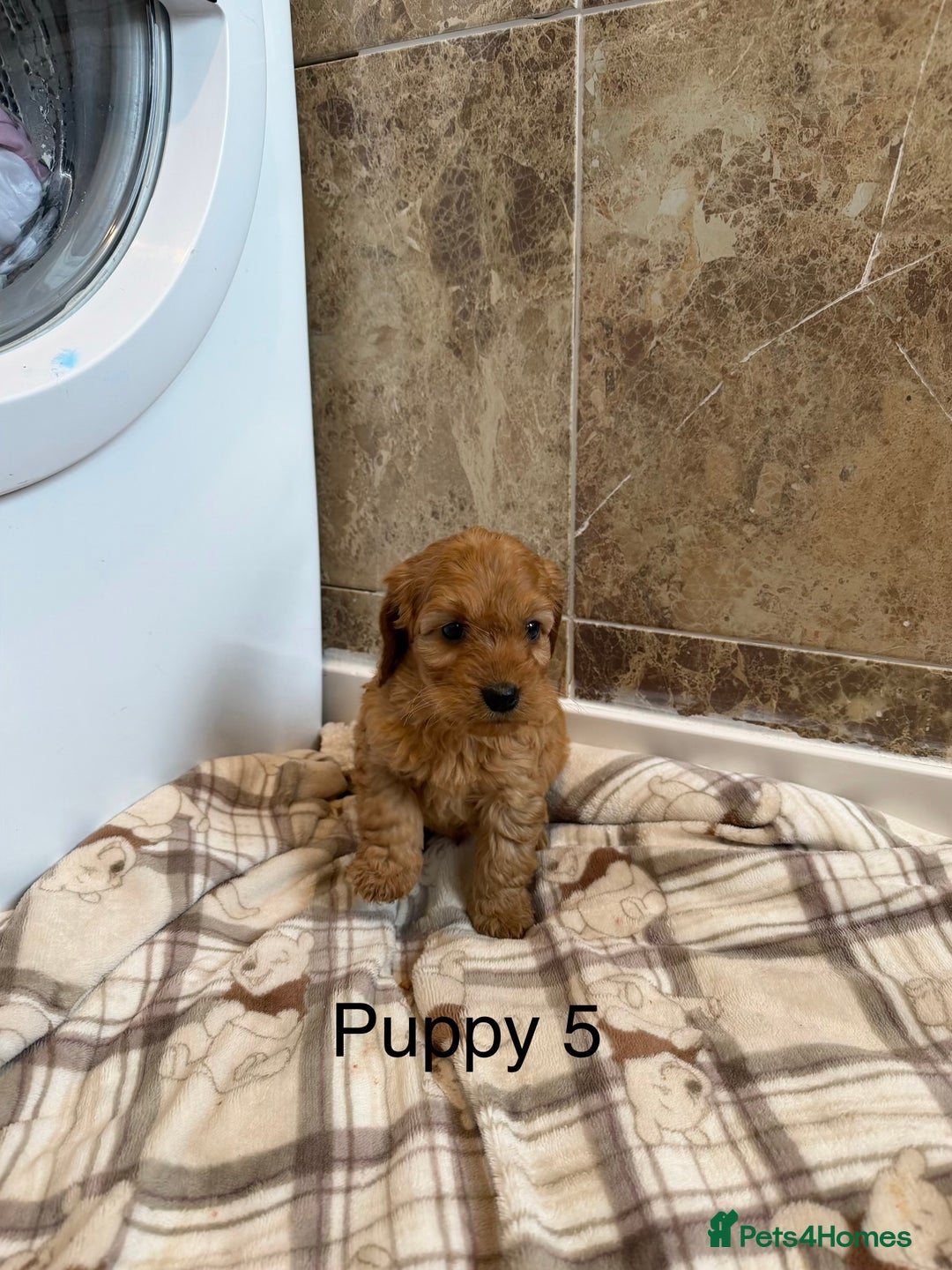 Cockapoo dogs for sale: Stunning Fox red cockapoo puppy’s  - Advert 5