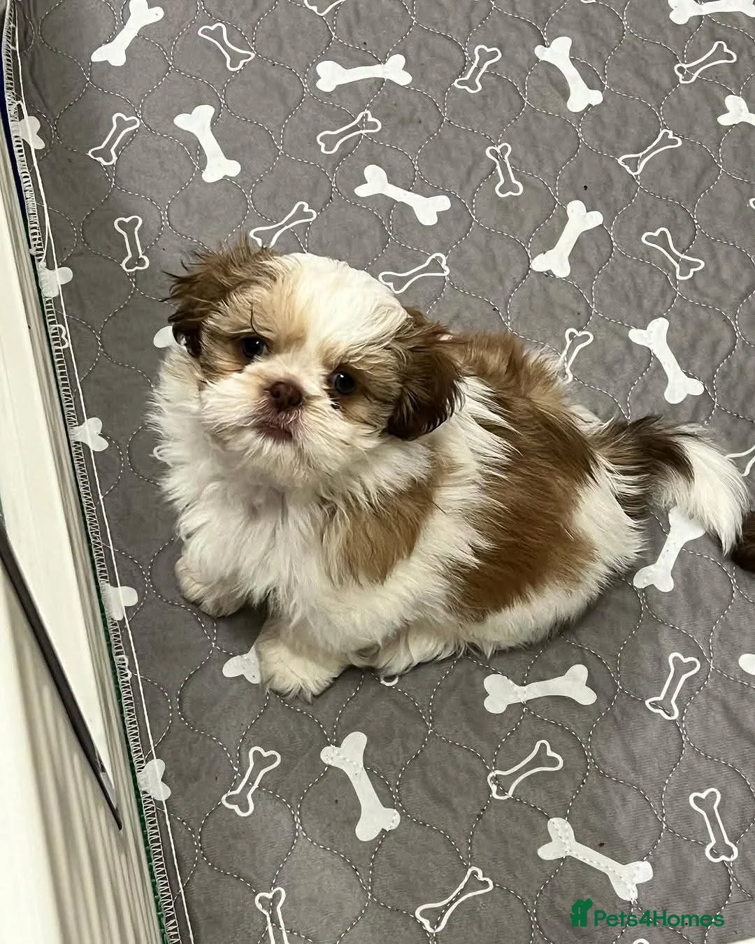 Shih Tzu dogs for sale: Shih tzu - Advert 2