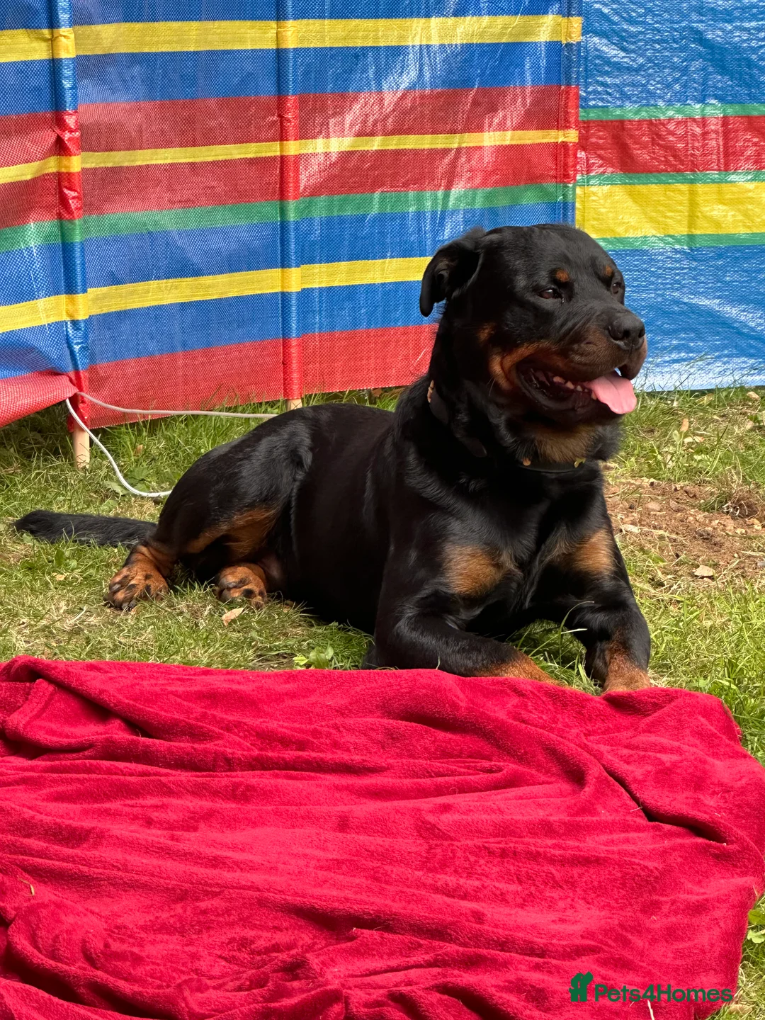 Rottweiler dogs for stud: Cruz available for Stud - Advert 9