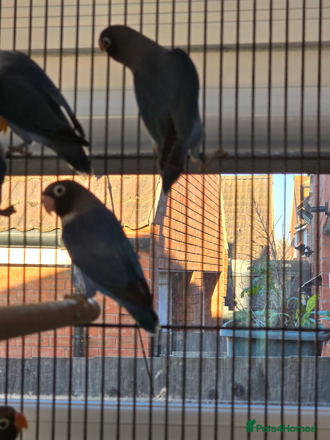 Lovebirds birds for sale: Blackmasked young lovebirds for sale - Advert 6