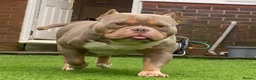 American Bully dogs for sale: Pablo the pocket bully - Advert 1