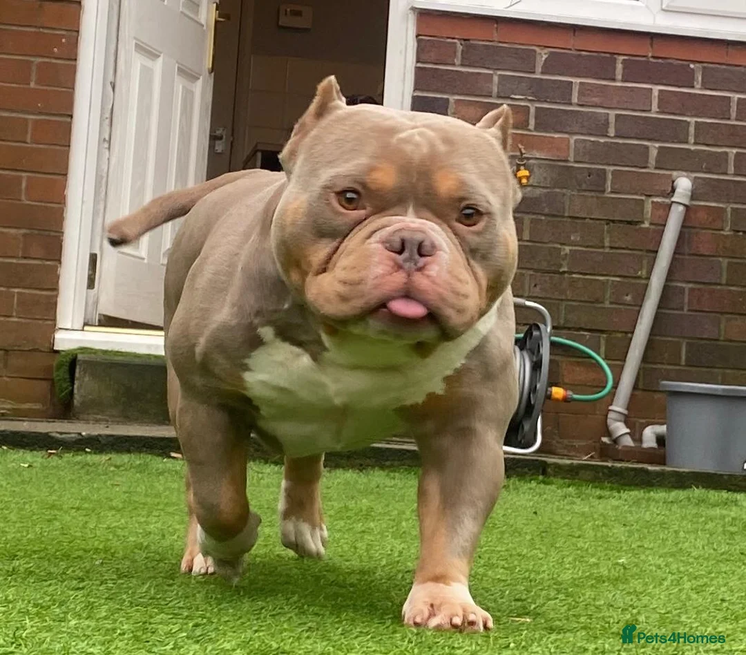 American Bully dogs for sale: Pablo the pocket bully - Advert 1