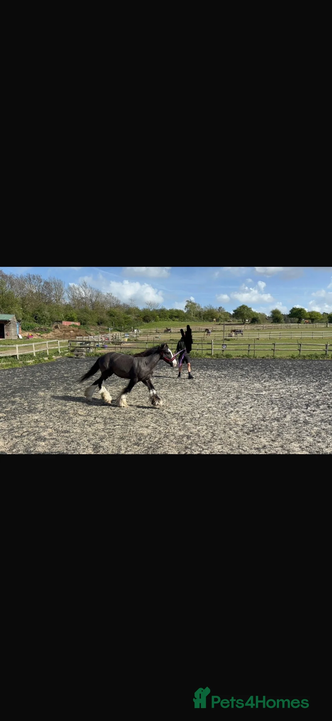 Irish Cob horses for sale: Black Cob Mare 10 Years Old with plenty of feather - Advert 4