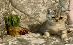 British Shorthair cats for sale: (READY NOW)EXCEPTIONAL PURE BREED BSH - Image 24