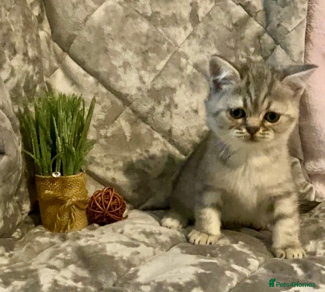 British Shorthair cats for sale: (READY NOW)EXCEPTIONAL PURE BREED BSH - Image 24