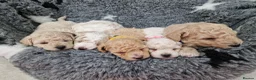 Poochon dogs for sale: Health-Tested Poochon Puppies – Ready 29th May in Carmarthen - Advert 8