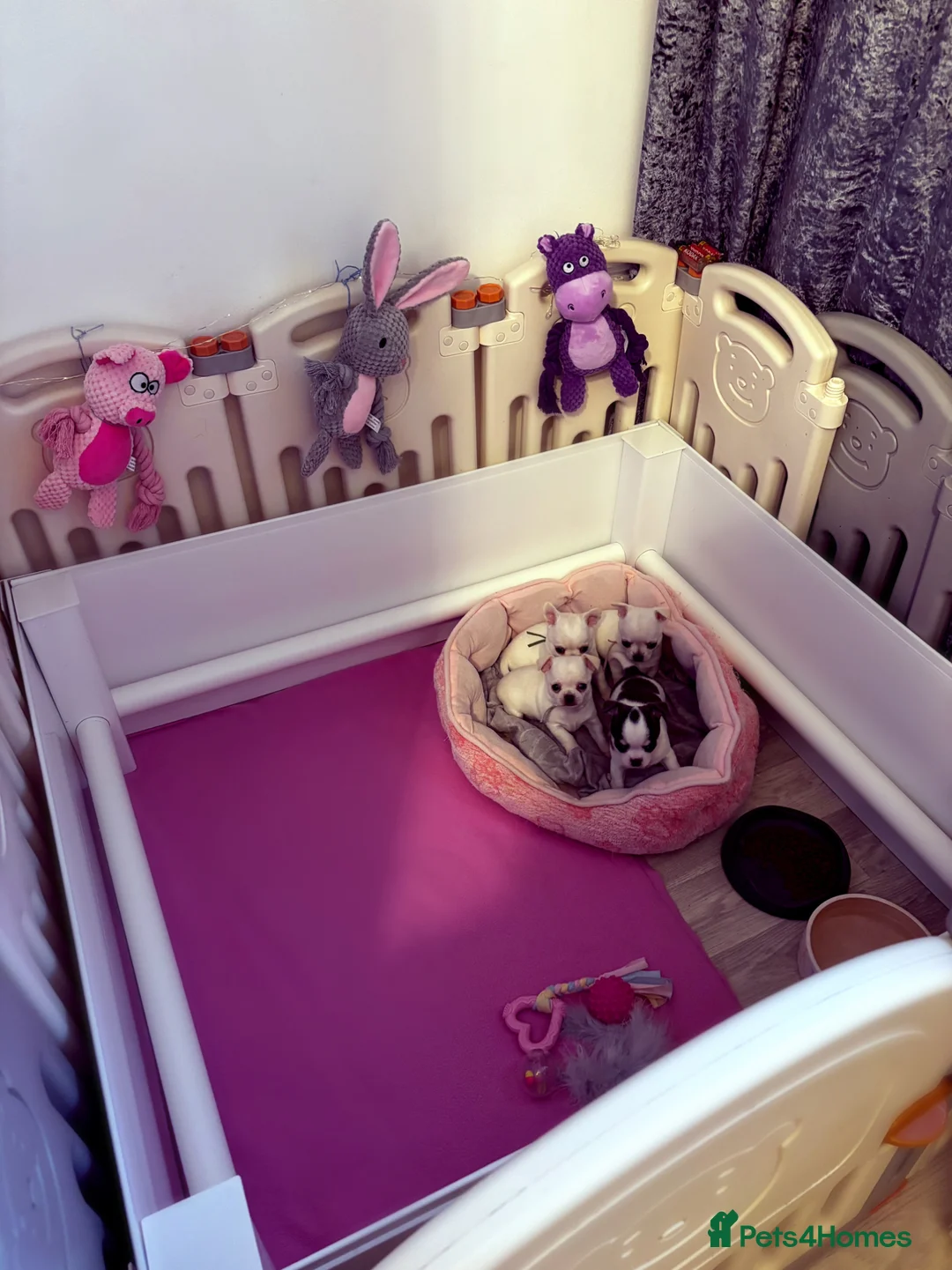 Chihuahua dogs for sale: Beautiful KC registered Chihuahua puppies - Advert 2