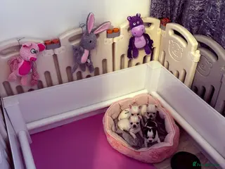 Chihuahua dogs Beautiful KC registered Chihuahua puppies - Advert 9