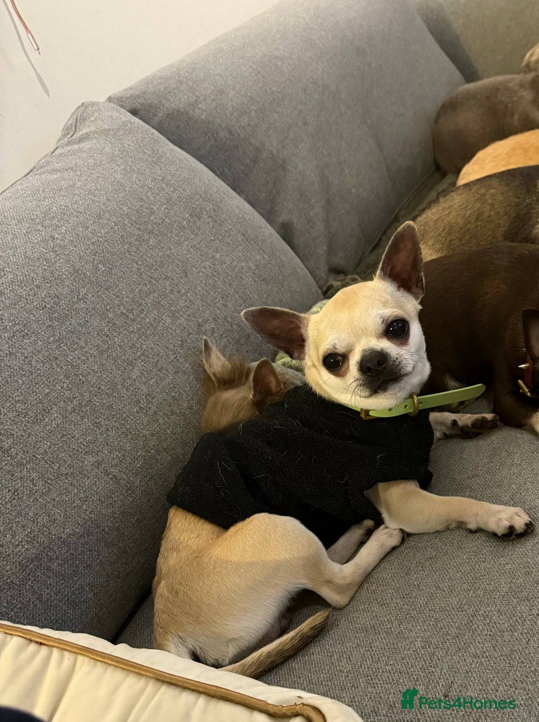 Chihuahua dogs for stud: KC Registered & Health Tested Chihuahua STUD  in Redhill - Image 5