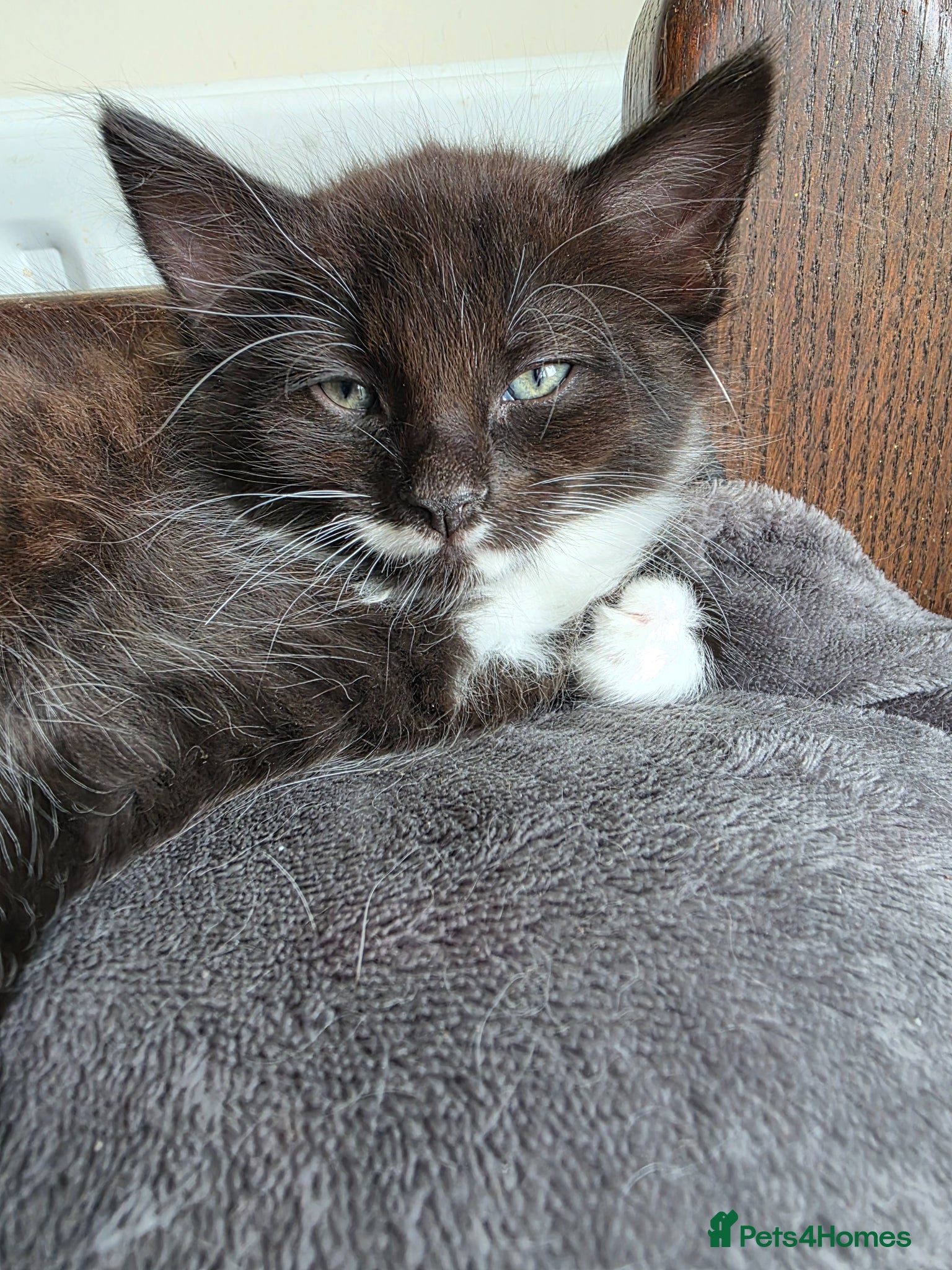 Mixed Breed cats for sale: For sale  - Advert 2