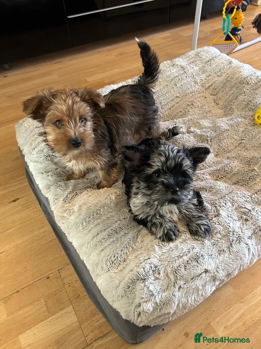 Biewer Terrier dogs for sale: Rare coloured Biewer Terriers - Advert 1
