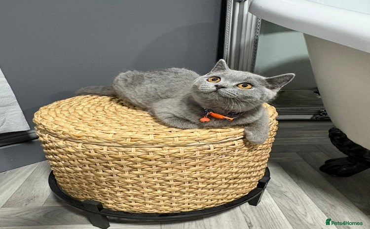 British Shorthair cats - Advert 5