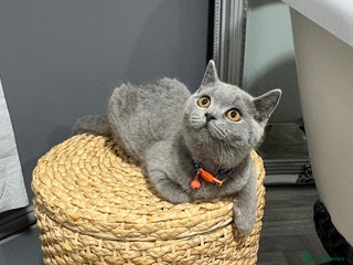 British Shorthair cats for sale - Advert 1