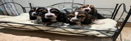 Basset Hound dogs for sale: Basset Hound puppies for sale - Advert 5