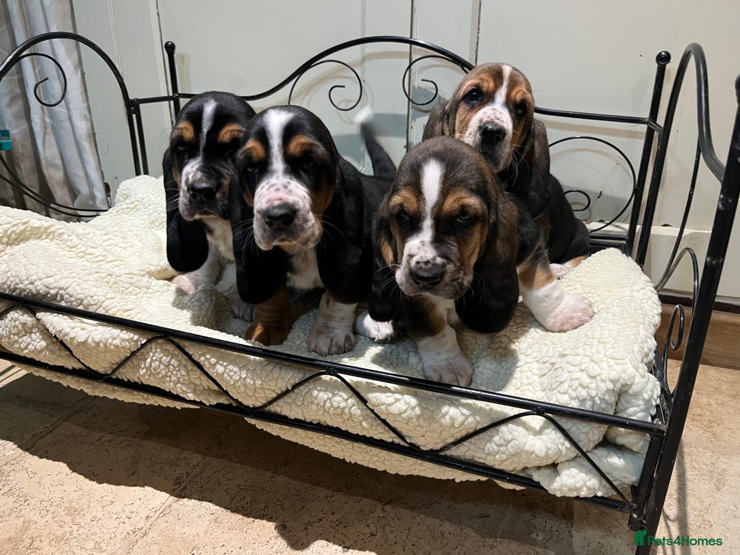 Basset Hound dogs for sale: Basset Hound puppies for sale - Advert 5