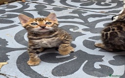 Bengal cats for sale: ✨ Bengal Kittens Looking for Loving Homes ✨ - Image 7