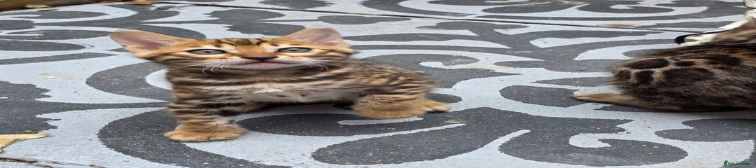 Bengal Kitten 2