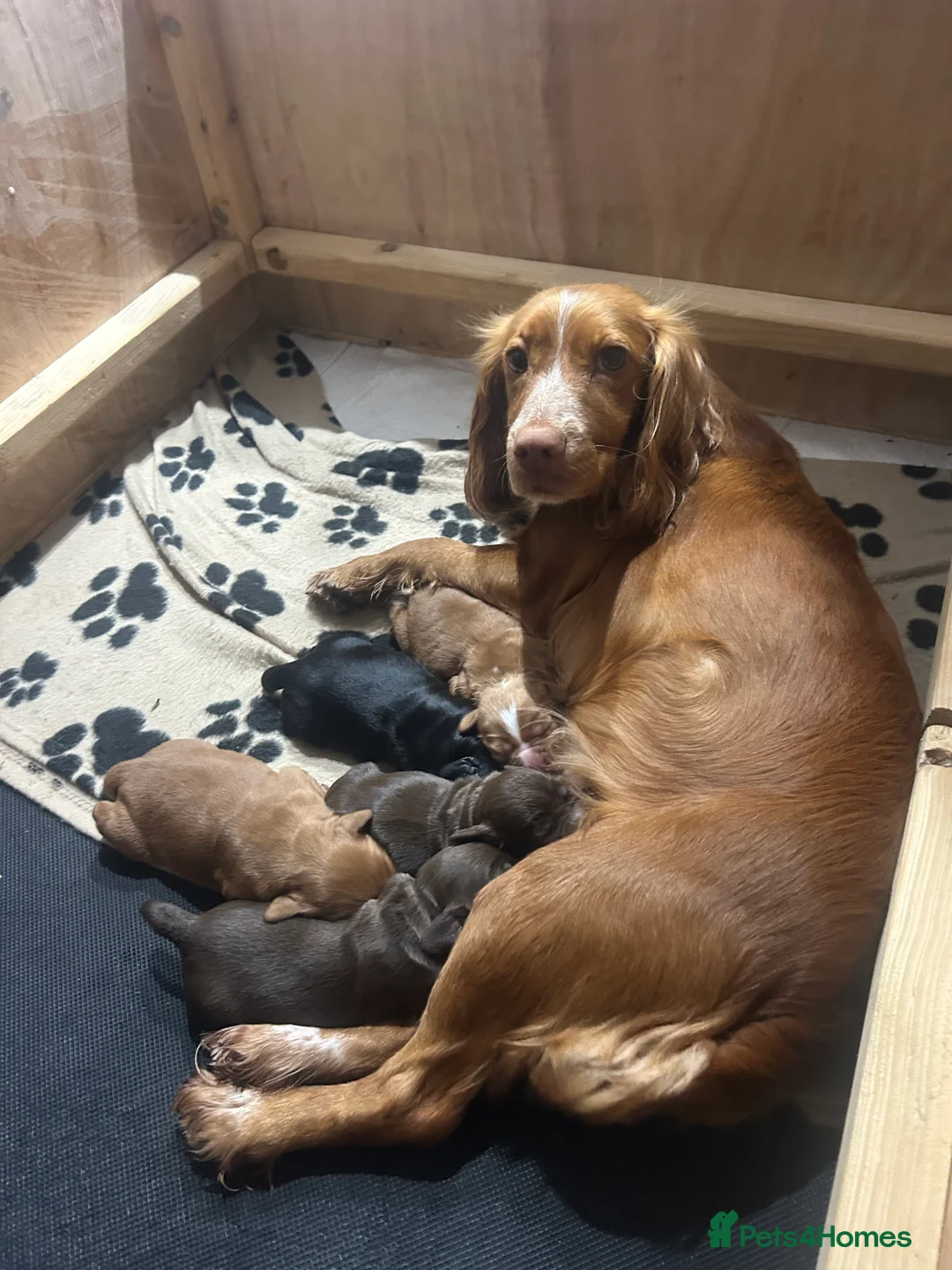 Cocker Spaniel dogs for sale: KC Registered Working Cocker Spaniel Puppies - Advert 2