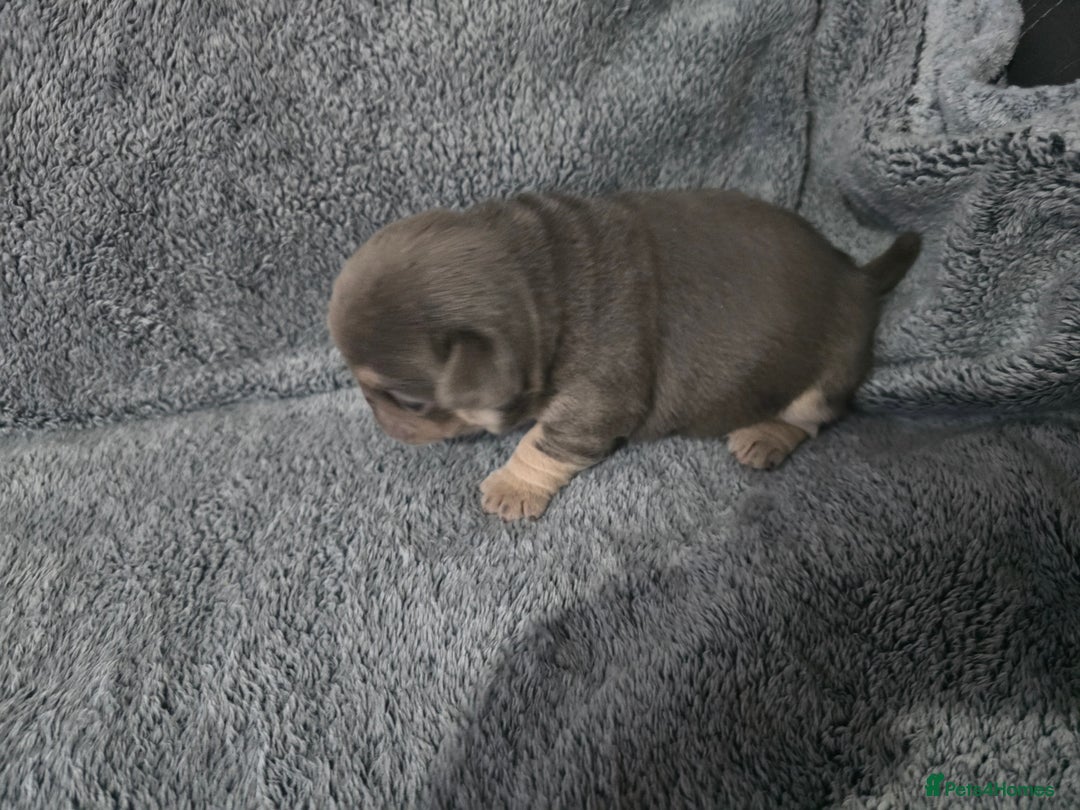 Pug dogs for sale: KC pug puppies  - Advert 8