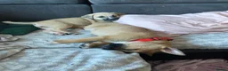 Mixed Breed dogs for sale: Malinois x American bully in Consett - Advert 6