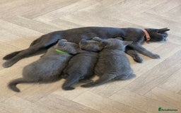 British Shorthair cats for sale: X-4 Gorgeous British-Shorthair Kittens  - Image 7