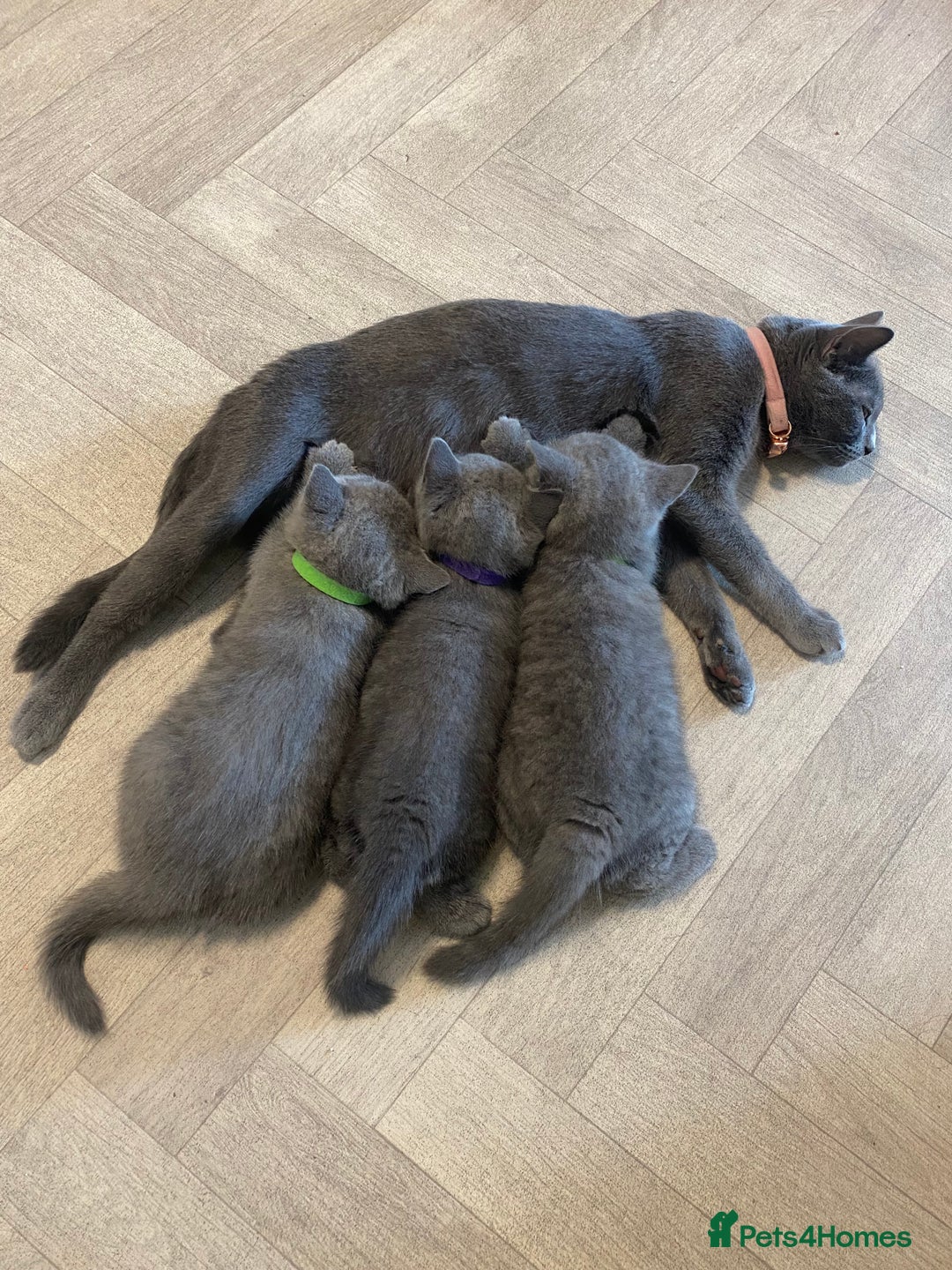 British Shorthair cats for sale: X-4 Gorgeous British-Shorthair Kittens  - Image 7