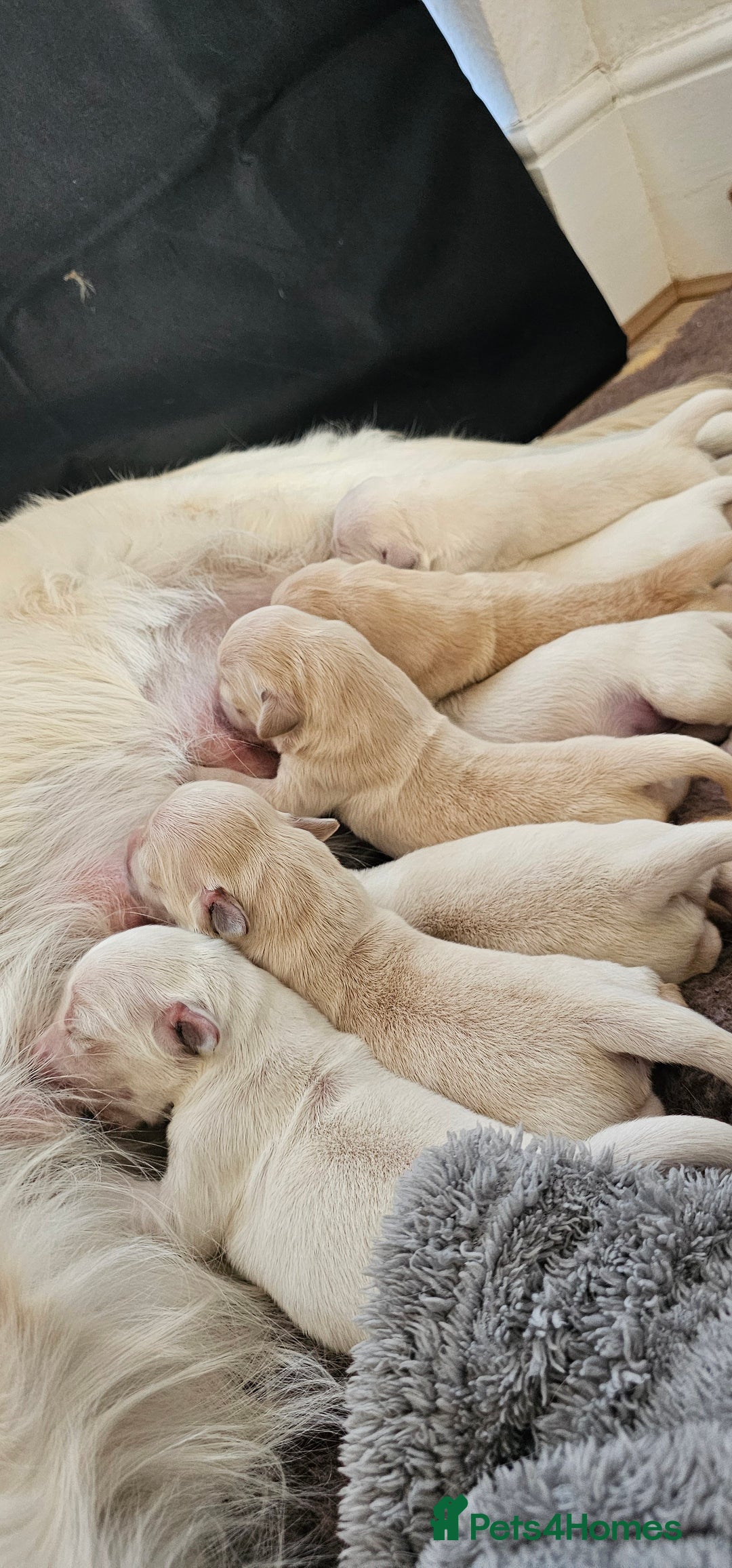 Golden Retriever dogs for sale: Golden Retriever Puppies - you will Fall in love  - Image 2