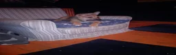 Mixed Breed dogs for sale: Bulakita - Advert 5