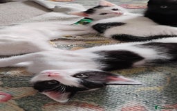 Mixed Breed cats for sale: 5 lovely kittens - Image 11