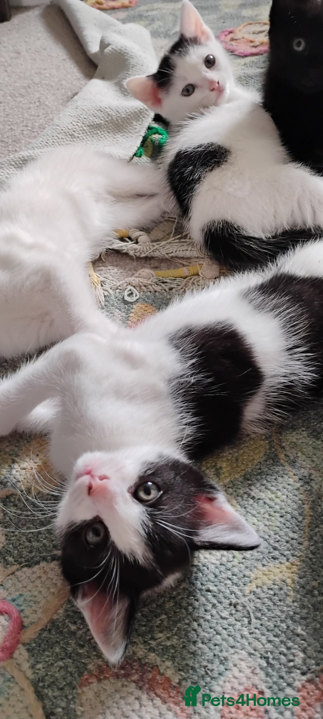 Mixed Breed cats for sale: 5 lovely kittens - Image 11